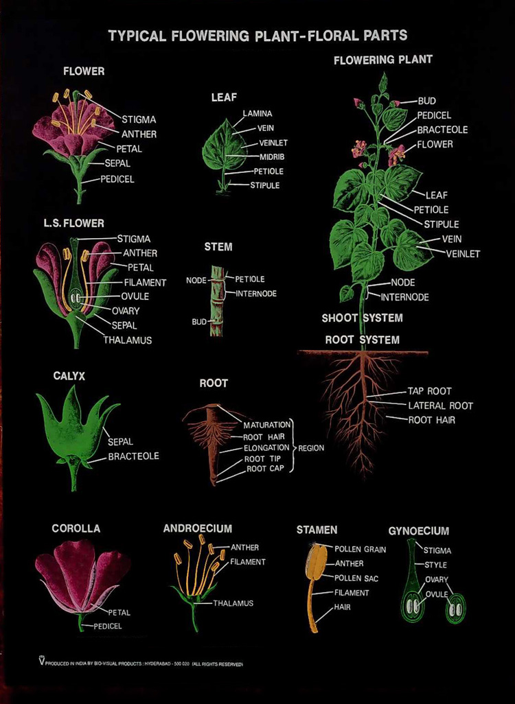 Angiosperms Morphology